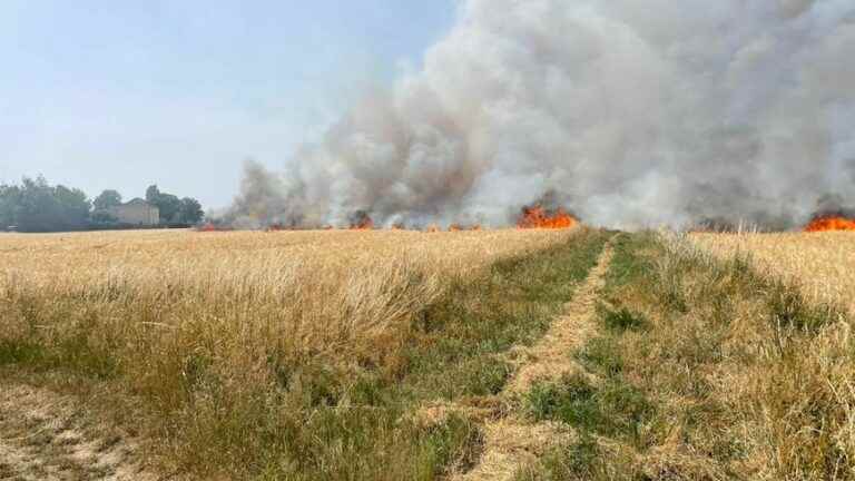 40 hectares burned in Sandillon