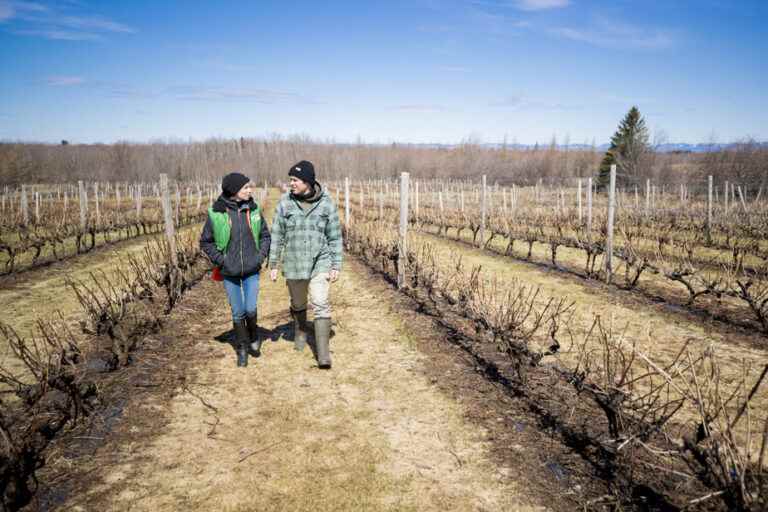 A dream in the form of a vineyard