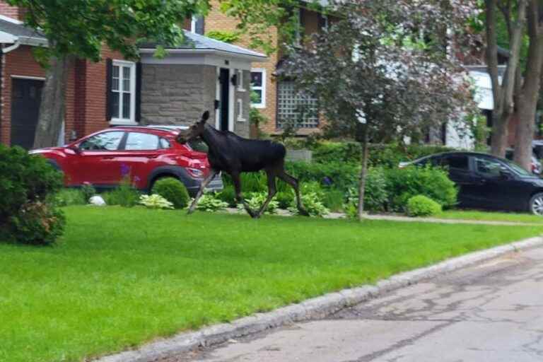 A moose spotted in the streets of Quebec