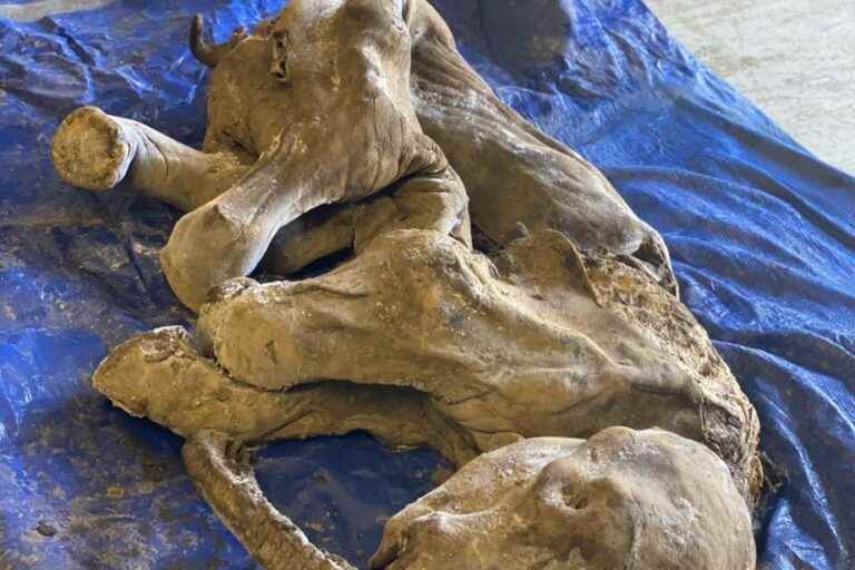 A mummified baby mammoth discovered in the Yukon