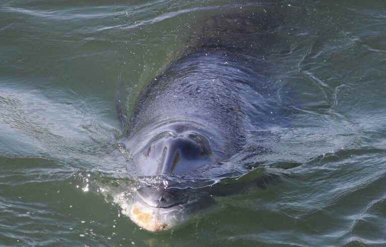 A mysterious death for one of Montreal’s minke whales