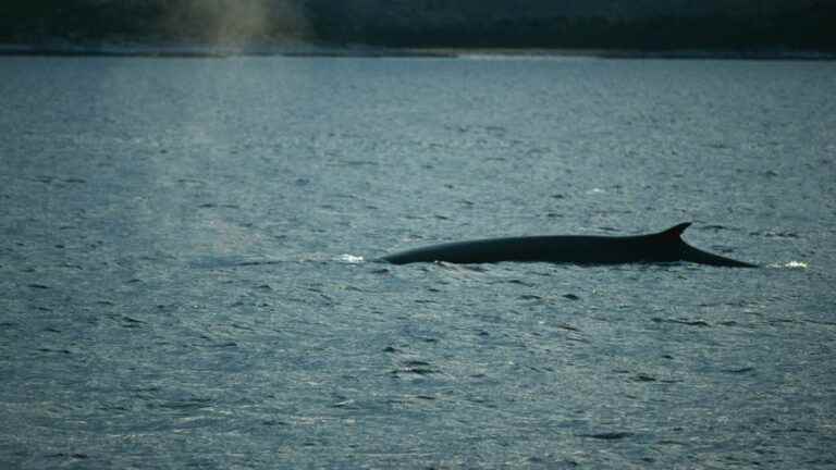 A new cetacean sighted near Le Havre, the Seine-Maritime prefecture calls for witnesses