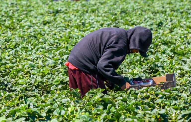 A strawberry producer would have built buildings without authorization in an agricultural zone