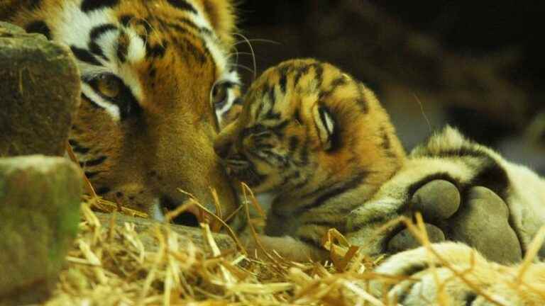 A summer at the Amnéville Zoo – Program on France Bleu Lorraine Nord