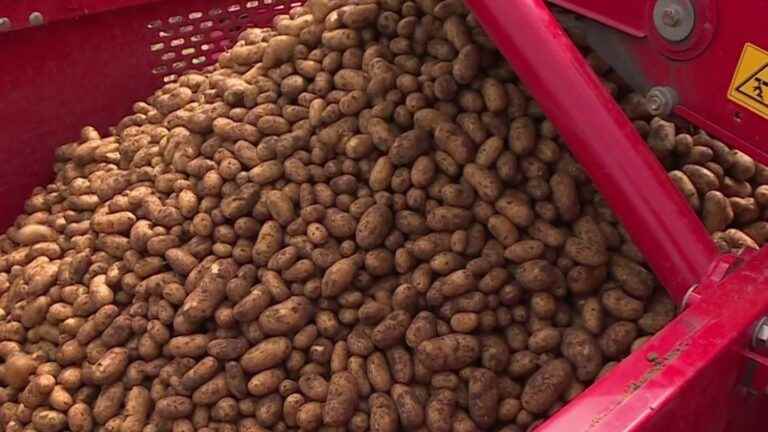 Agriculture: late potato harvest on the Ile de Ré