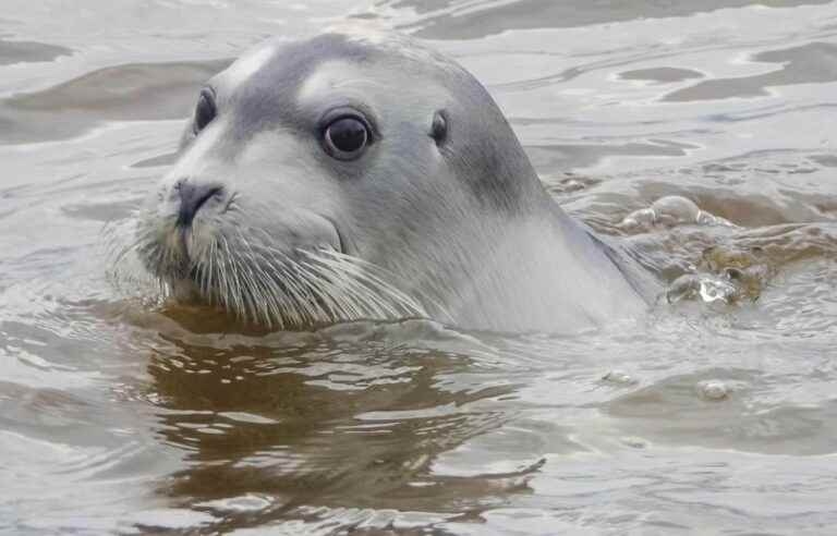 An arctic seal observed in Deschambault