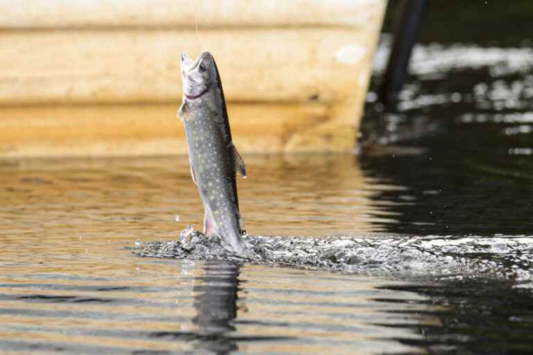 Aquatic Treasures |  To drink while teasing the fish