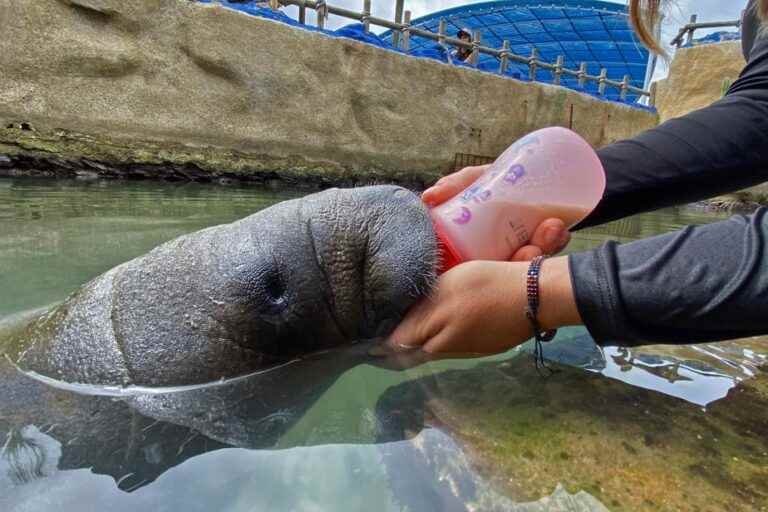 At the bedside of a baby manatee in Colombia