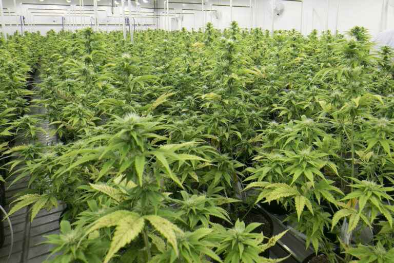 Aurora Cannabis lays off 12% of its workforce