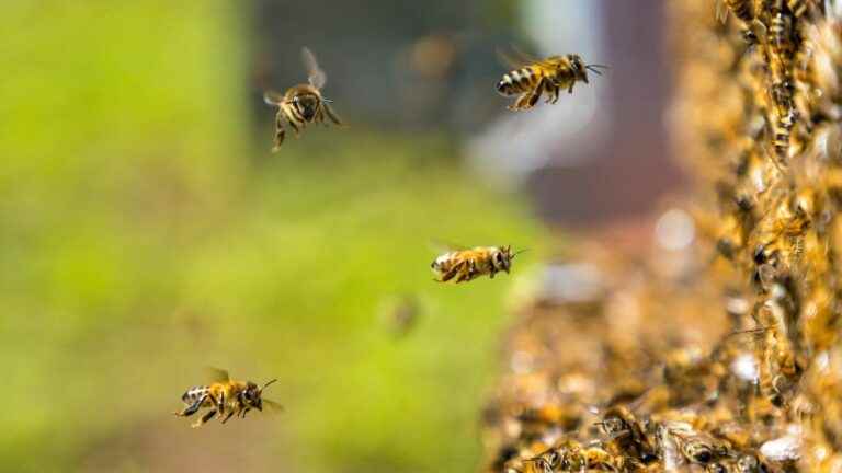 Bees are suffering from climate change, warn beekeepers after “the worst year for French beekeeping”