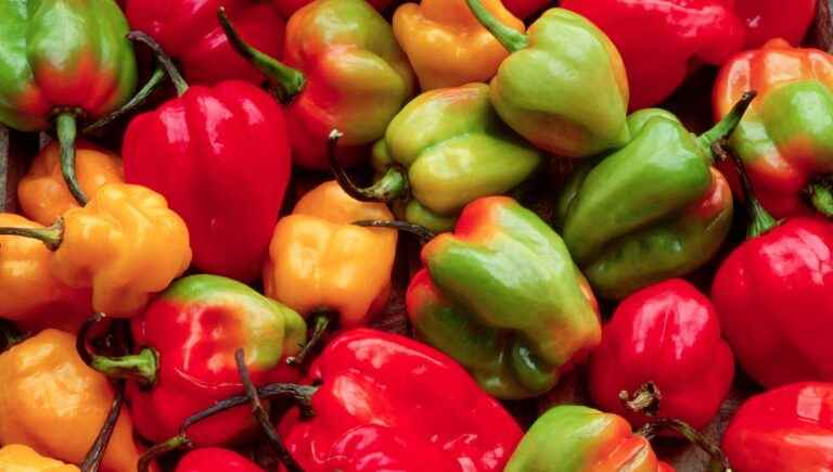 Bell peppers are in season