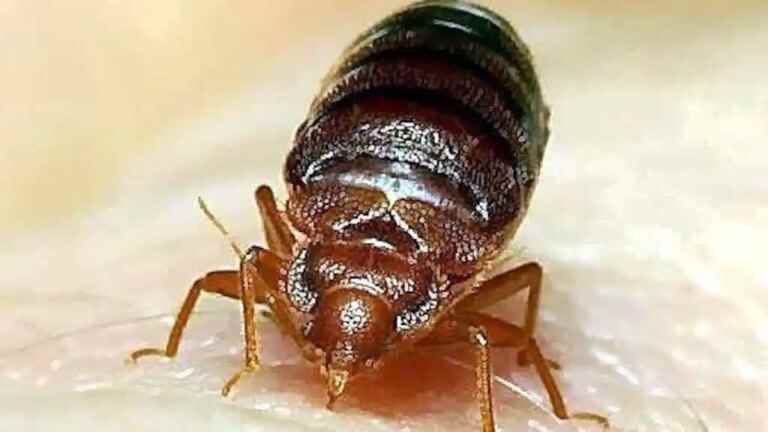 Beware of bedbugs: advice from exterminators for your move