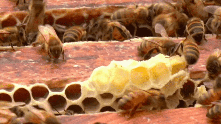 Biodiversity: bees also have their transhumance