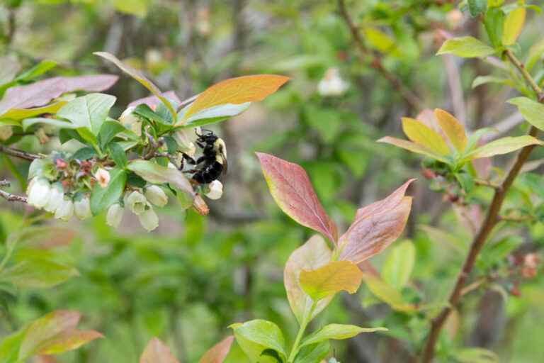 California |  When the bumblebee is considered a fish