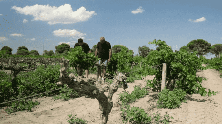 Camargue: salt ravages vines