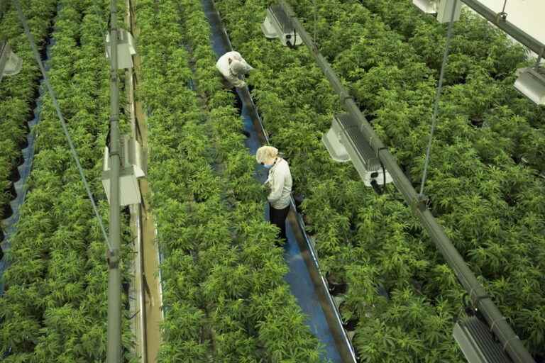 Canopy Growth to swap 255.4 million debt securities into stocks