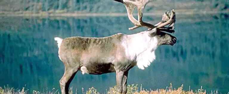 Caribou threatened: the forestry industry proposes to bet on hunting predators