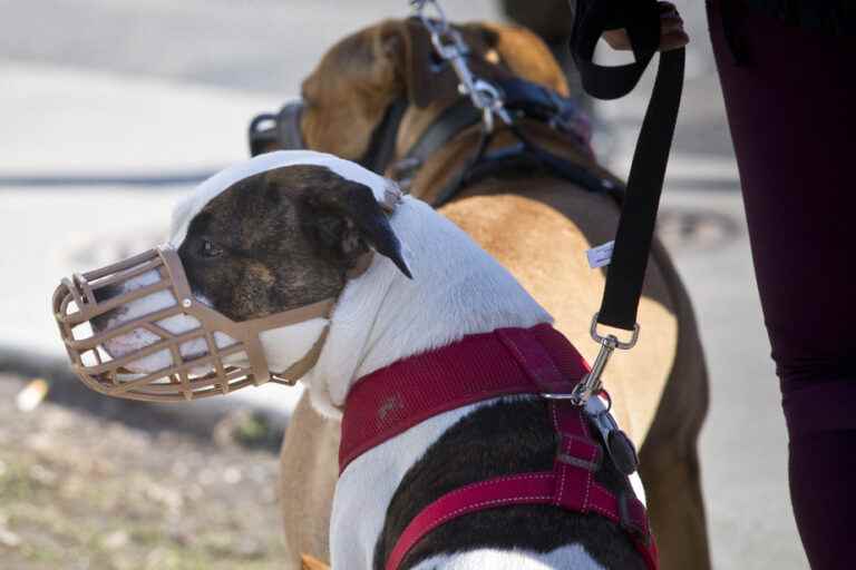 Court orders euthanasia of pit bull without expert recommendation