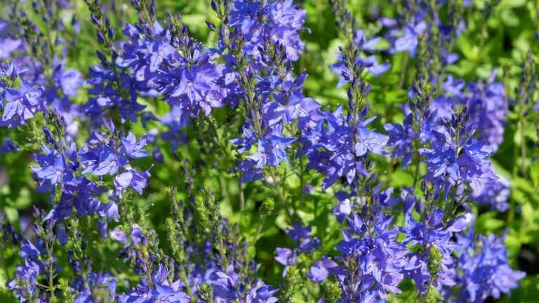 Craving for blue flowers?  our selection