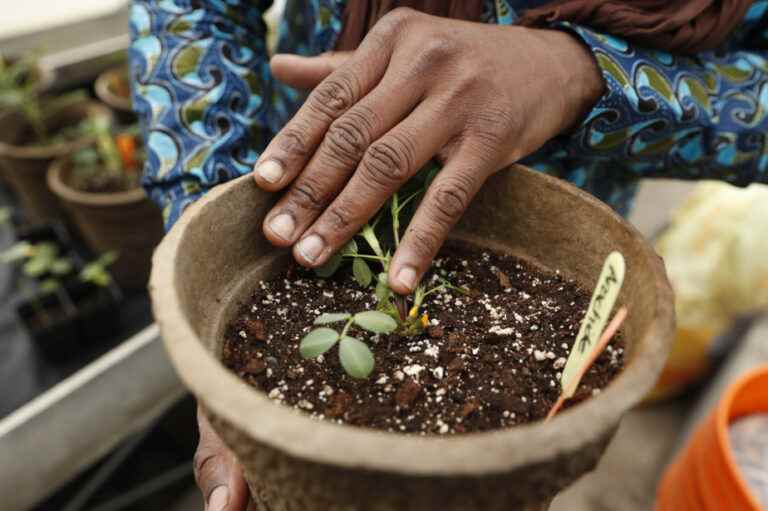 Cultivate Montreal Festival |  Gardening your city