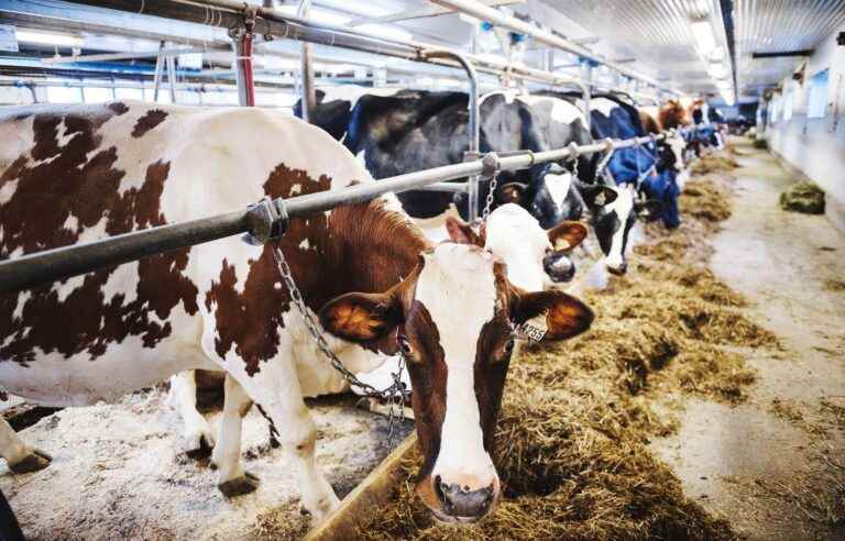 Dairy Farmers of Canada calls for another price hike