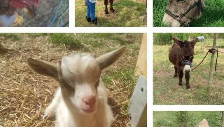 Discovery of animals at the Ferme du Petit Age in Vigeant