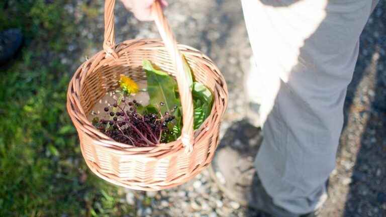 Edible plants and trees in Franche-Comté – Program on France Bleu Belfort-Montbéliard