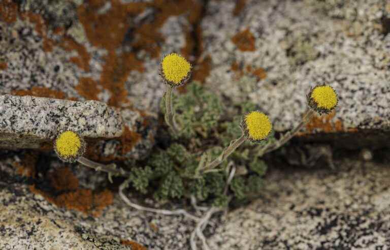 Eleven plants added to Quebec’s endangered species list