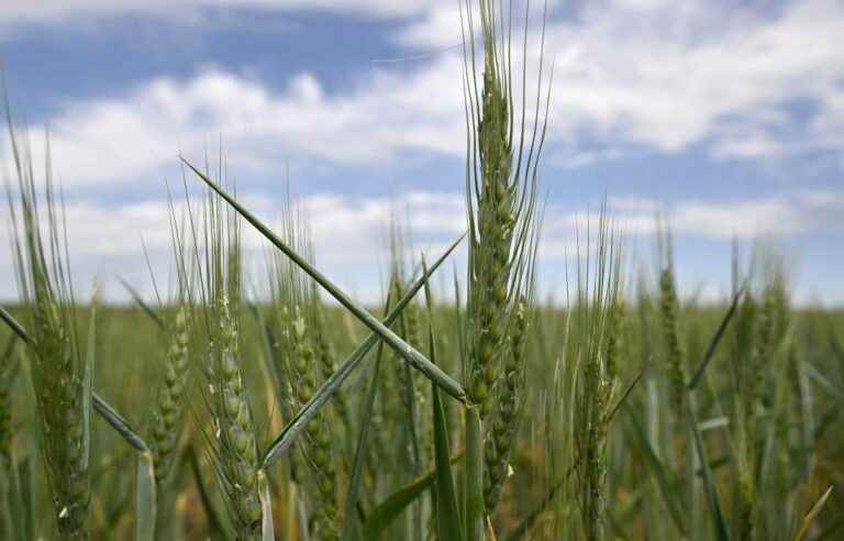 Fight for Severodonetsk, “blackmail” of Moscow wheat