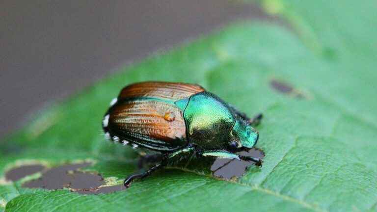 Five questions about the Japanese beetle, considered a serious threat to agriculture