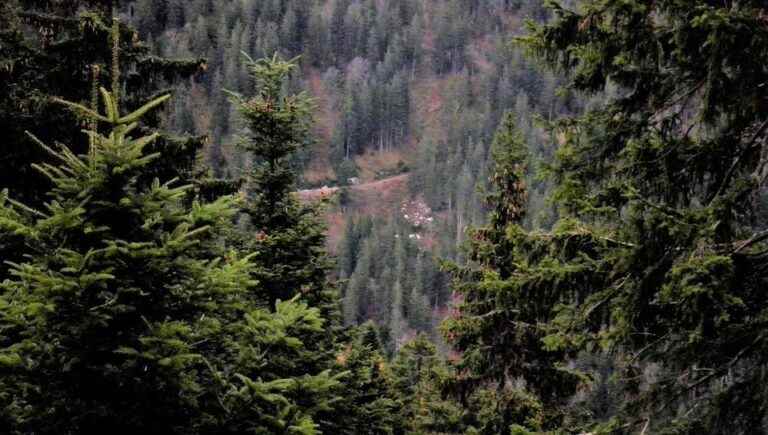 Forest Festival on June 4th and 5th in St Georges d’Hurtières with the Groupement des Sylviculteurs des Hurtières