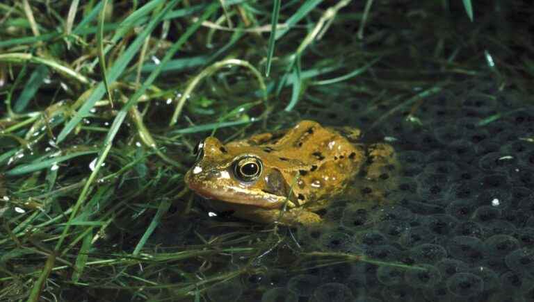 Frog fishing