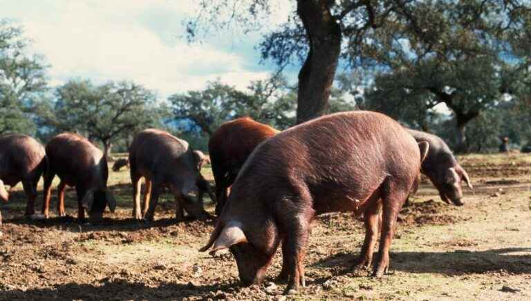 Gascon pigs made in Franche Comté