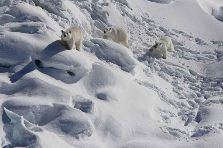 Greenland |  Discovery of a new population of polar bears