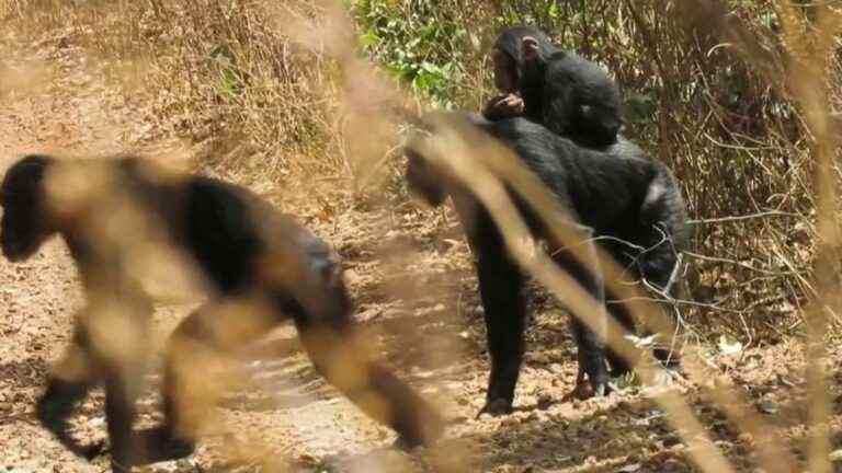 Guinea: an increasingly difficult cohabitation between humans and chimpanzees