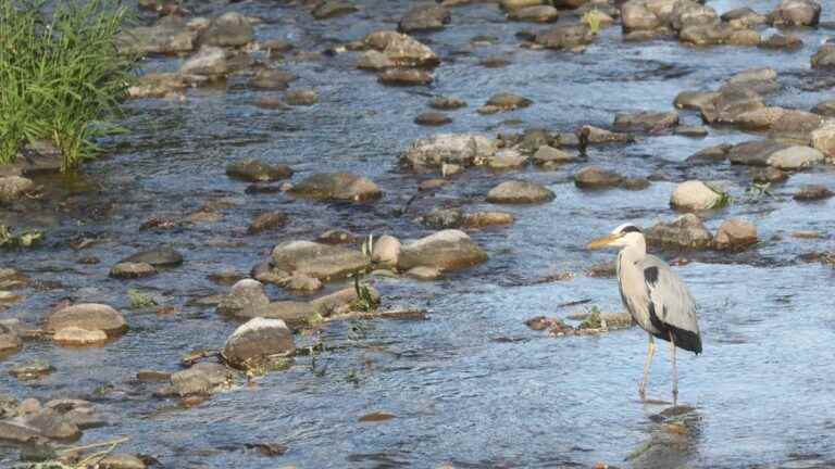 Haute-Loire goes to alert level and restricts the use of water