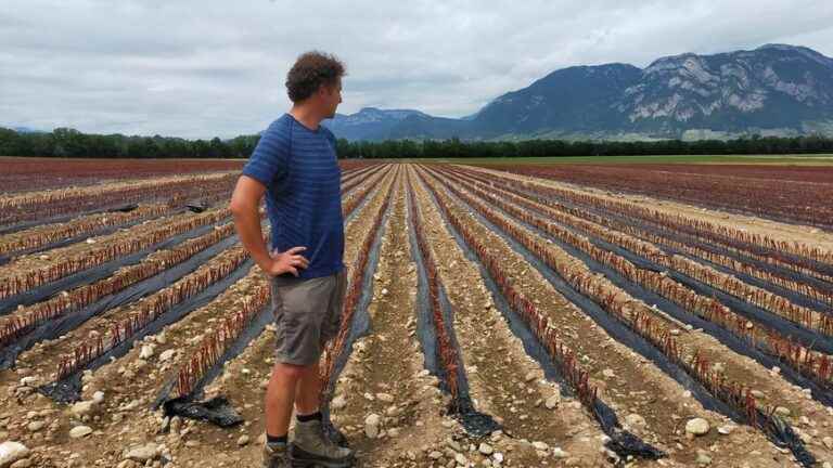 IN PICTURES – Bad weather: hail destroys part of the vines in Grésivaudan