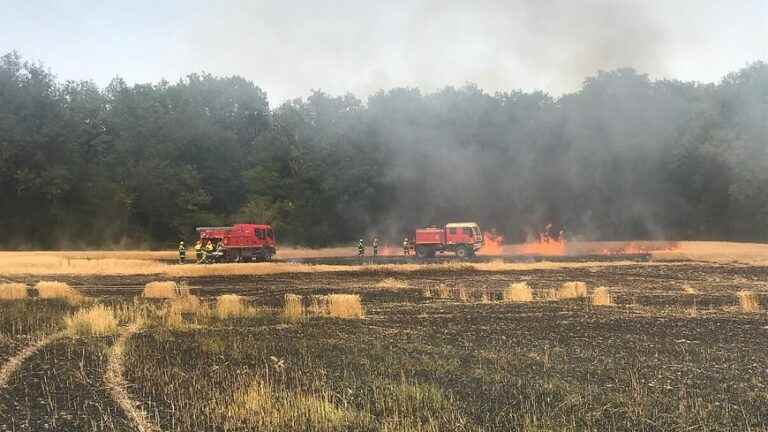 IN PICTURES – Indre-et-Loire firefighters mobilized on a harvest fire in Lerné