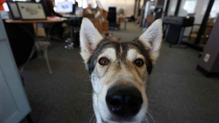 If you want to come with your dog to the office, it’s the day or never