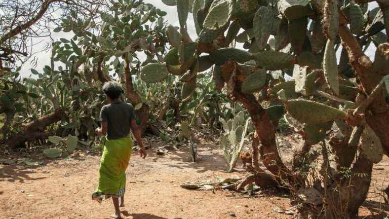 In Madagascar, women victims of obstetric fistula operated by French surgeons for free