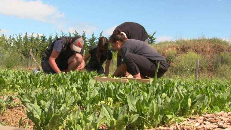 In Valencia, the Food Bank is creating a vegetable garden to offer fruit and vegetables to the most disadvantaged