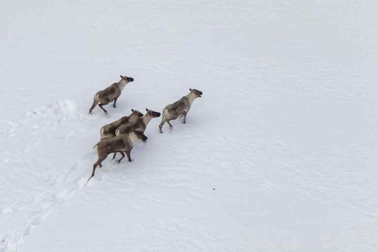 Independent Caribou Commission |  Memoirs copied and “bad faith”