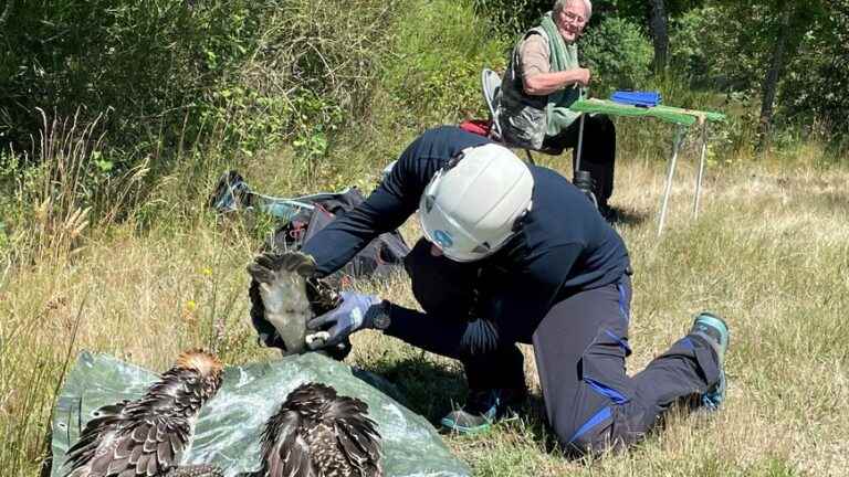 It’s high season for Osprey banding