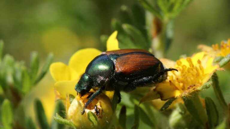 Japanese beetle alert, insect pest, which risks entering France