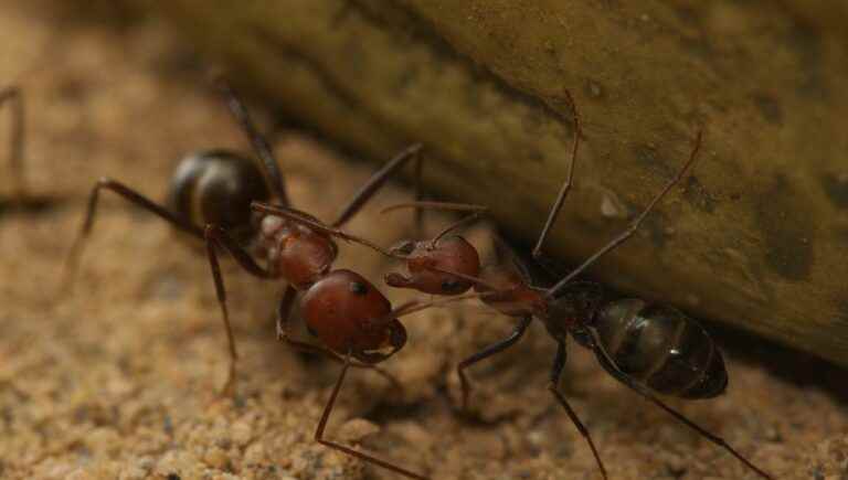 Little ants know how to count!  not all ants…the one in the desert