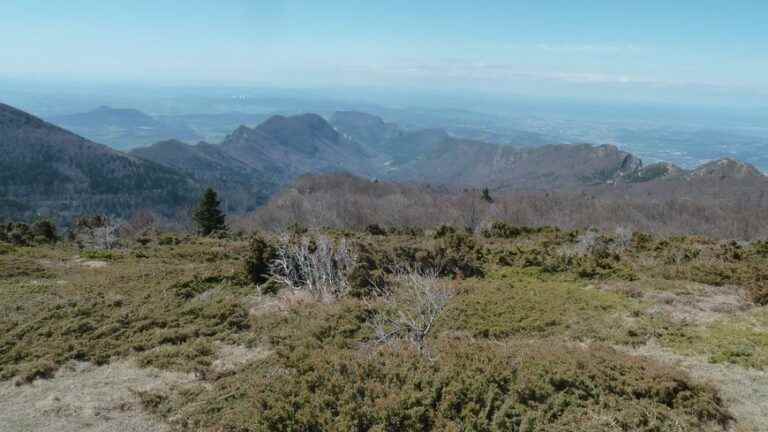 Massif de Saoû, one of the most beautiful juniper concentrates in France