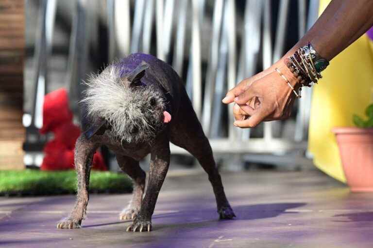 Mr. Happy Face, voted “the ugliest dog in the world”