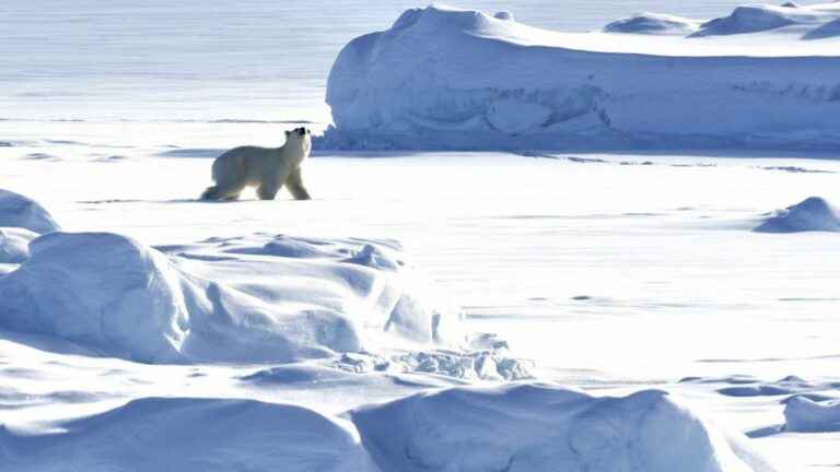 New population of polar bears discovered in Greenland