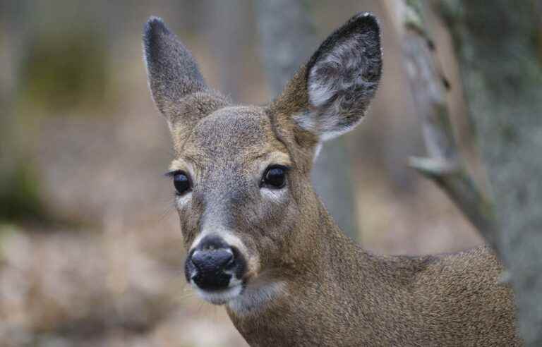 [Opinion] A broader reflection is needed on the deer of Longueuil