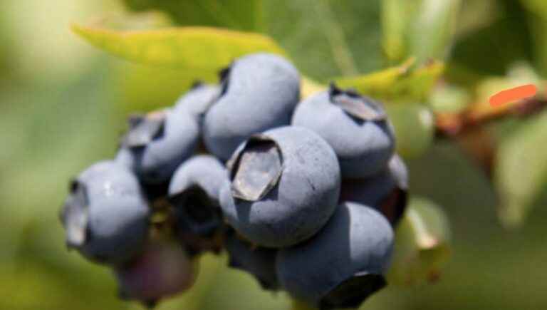 Organic blueberries made in Haute Saône